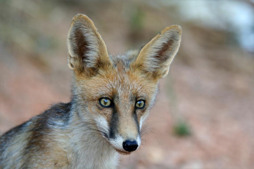 Retrato de zorrito extremeño